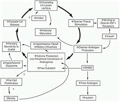 Image result for Progesterone Challenge Test