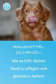 Hausmittel Olivenol Wie Es Hilft Deinen Hund Zu Pflegen Und Gesund Zu Halten Hunde Gesunde Hunde Hundegesundheit