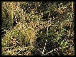 Image result for Elytrophorus globularis