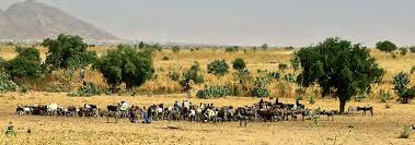 Image result for Floscopa leiothyrsa