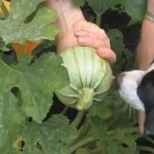 It's usually best to water once a week if no rain falls in your area. How To Harvest Summer Squash Finegardening