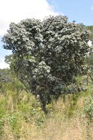 Image result for Englerophytum magalismontanum