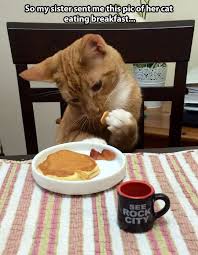 Eating Breakfast Funny Cat Pictures Funny Animal Pictures Cats