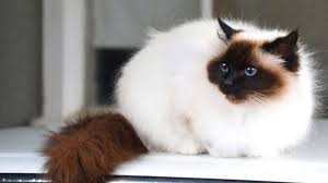 Kucing persia himalaya memiliki hidung banyak yang percaya bahwa mata biru kucing persia didapatkan dari perkawinan dengan kucing siamnese. Kucing Himalaya Asli