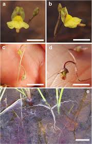 Image result for Utricularia formula