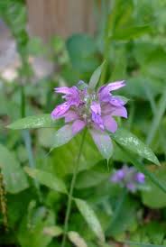 Image result for Motandra paniculata