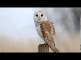 A large, slow, nocturnal animal, you might just hear walking in the attic. Youtube Barn Owl Owl Wallpaper Owl Sounds