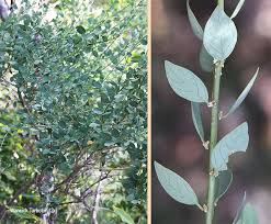 Image result for Clutia