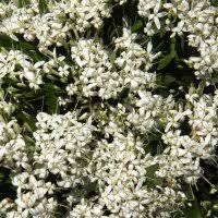 Image result for Pavetta revoluta