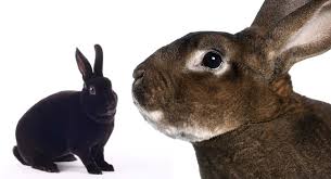 Care and enrichment for rescued, adoptable rabbits rabbits are some of the softest, gentlest creatures on earth, and here at. The Rex Rabbit Helping You Decide If The Rex Rabbit Is Right For You