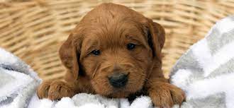 Find the perfect puppy for sale in chicago, illinois at next day pets. Goldendoodle And Bernedoodle Puppies In Illinois By Island Grove Doodles
