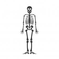 Skeleton Human Anatomy Vector Halloween Black Skeleton Isolated On White Premium Vector Human Skeleton For Kids Human Anatomy Skeleton For Kids