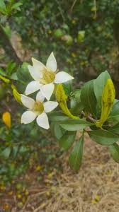 Image result for Rothmannia manganjae