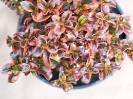 We did not find results for: Hardy Plants Perfect For Australian Gardens Realestate Com Au