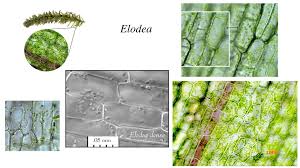 Image result for Elodea