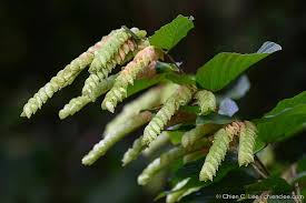 Image result for Flemingia strobilifera