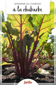 Nos Astuces Pour Des Pieds De Rhubarbe Vigoureux Rhubarbe Potager Jardins