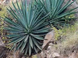Image result for Agave sisalana