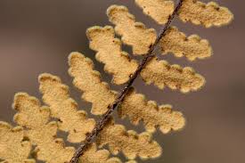 Image result for Cheilanthes perlanata