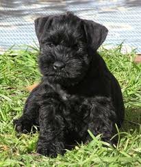 Black And White Schnauzer Pictures Pup Availability Schnauzer Puppy Miniature Schnauzer Schnauzer