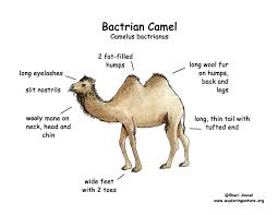 Not properly labeled as mature content. Camel Bactrian