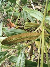 Image result for Equilabium masukense