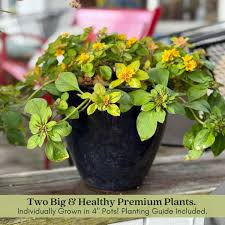 Image result for Lysimachia