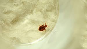 9 Myths About Bed Bugs Debunked Mental Floss