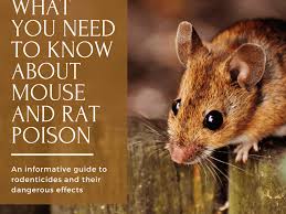 Mouse And Rat Poison What They Re Not Telling Us Dengarden Home And Garden