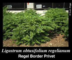 Image result for Ligustrum obtusifolium