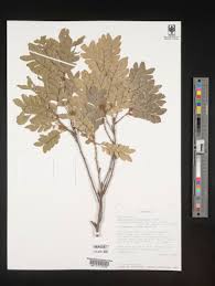 Image result for Haplocoelum foliolosum