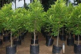 Benih tanaman yang kami sediakan adalah benih tanaman hutan, benih tanaman buah, benih tanaman pertanian, benih. Harga Pohon Kiara Payung Di Surabaya Jual Bibit Tanaman Unggulan