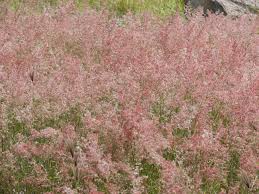 Image result for Melinis repens