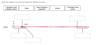 Despite widespread recognition that rna is inherently structured, the interplay between local and global mrna secondary structure (particularly in the coding region) and overall protein expression. Label The Diagram To Examine Bacterial Mrna Chegg Com