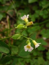 Image result for Oxalis barrelieri