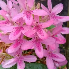 Bunga kemuning berdahan rimbun pokok kemuning tempat berlindung beburung unggas sudah tahu kepalaku pening mengapa dipaksa aku bertugas. Pokok Bunga Siantan Pink Shopee Malaysia