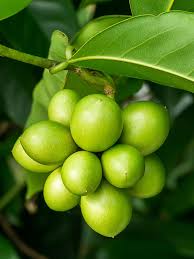 Image result for Artabotrys hexapetalus