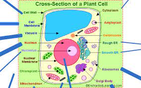 Maybe you would like to learn more about one of these? Cell Analogy To School By Andi Hur