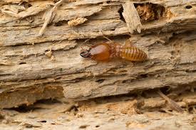 Learn to identify and treat this warm/dry climate pest. Termites In Furniture And Other Dwelling Habits Terminix