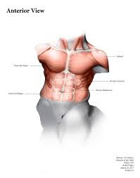 Discover the three crucial exercises to do to strengthen the serratus anterior muscles. Biomedical Art Pigzart