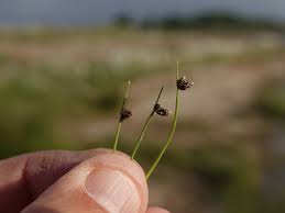 Image result for Isolepis setacea