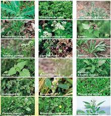 epingle sur jardin et plantes