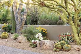 Verdant With A View Phoenix Home Garden Desert Landscaping Xeriscape Arizona Landscape