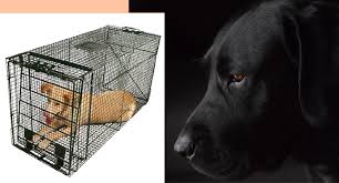 We did not find results for: Dog Whining In Crate All The Best Ways To Handle It