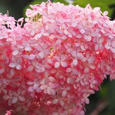 Image result for Hydrangea arborescens Pink Anabelle