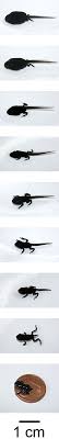 Russisch froschlaich, froschlaich wikipedia, froschlaich wann, froschlaich umsiedeln, froschlaich krötenlaich, froschlaich im teich, froschlaich auf russisch, стрекот auf deutsch. Kaulquappe Wikipedia