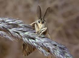 Are Led Street Lights A Health Hazard Moth Animals Nature Conservation
