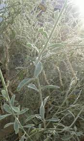 Image result for Selaginella imbricata