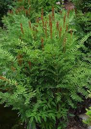 Image result for Osmunda regalis