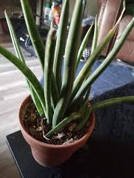 Image result for Sansevieria pearsonii